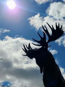 MHT Moose with sun